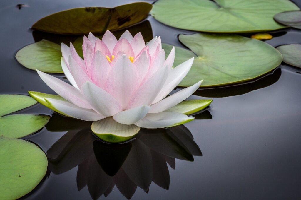 Pink and white lotus flower floating on still water surrounded by lily pads